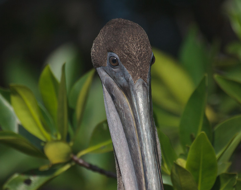 Pelican