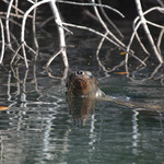 Sea lion