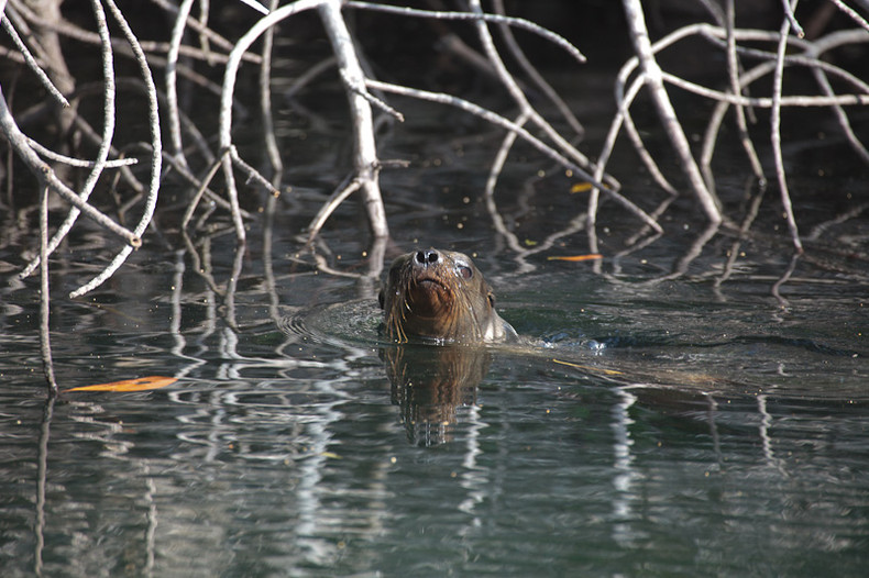 Sea lion