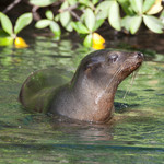 Sea lion