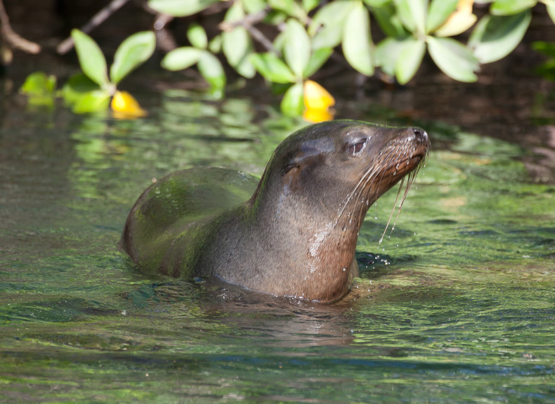 Sea lion