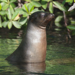 Sea lion