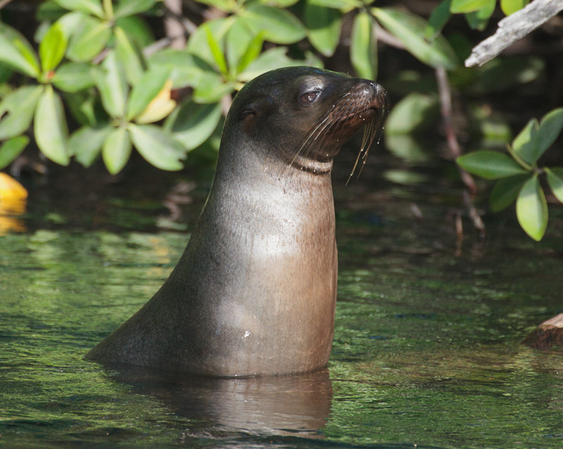 Sea lion