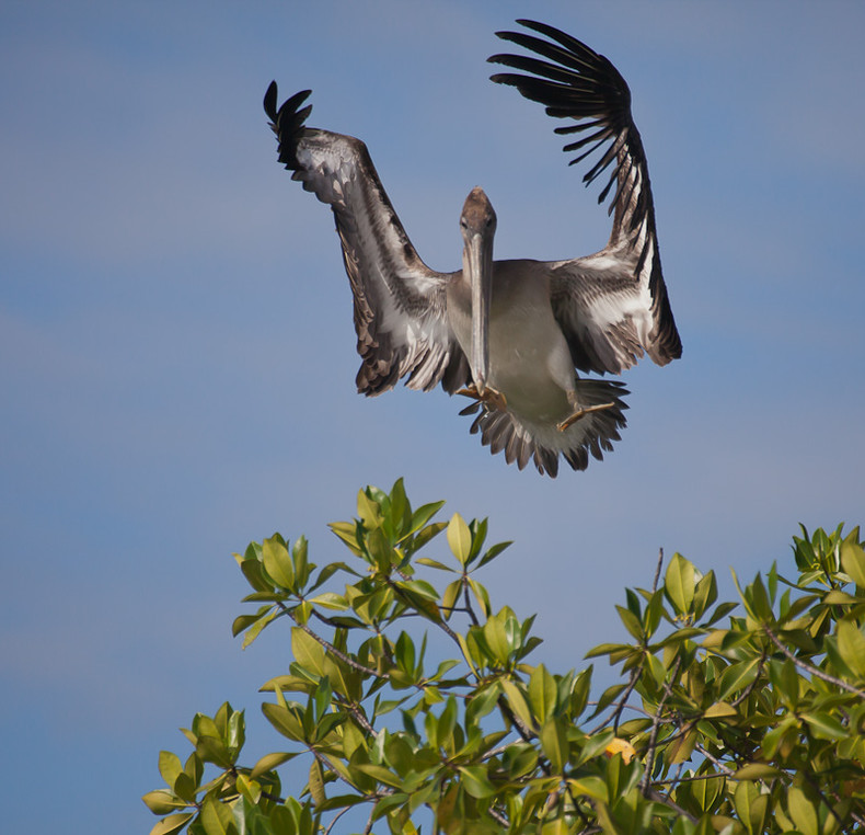 Pelican