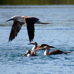 Blue-footed Boobie