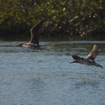 Blue-footed Boobie