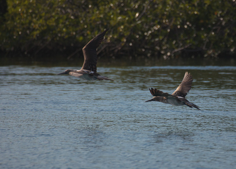 Blue-footed Boobie