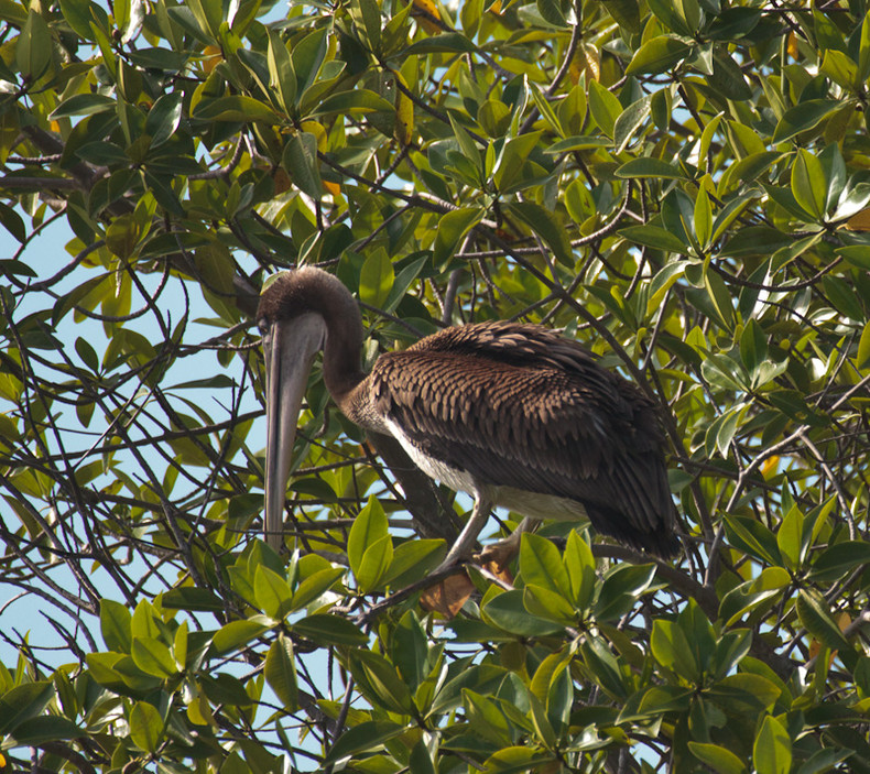 Pelican