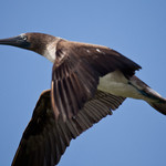 Blue-footed Boobie