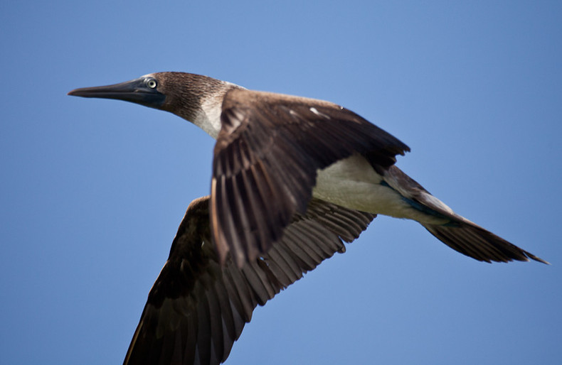 Blue-footed Boobie