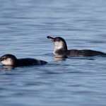 Galapagos Penguin