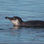 Galapagos Penguin