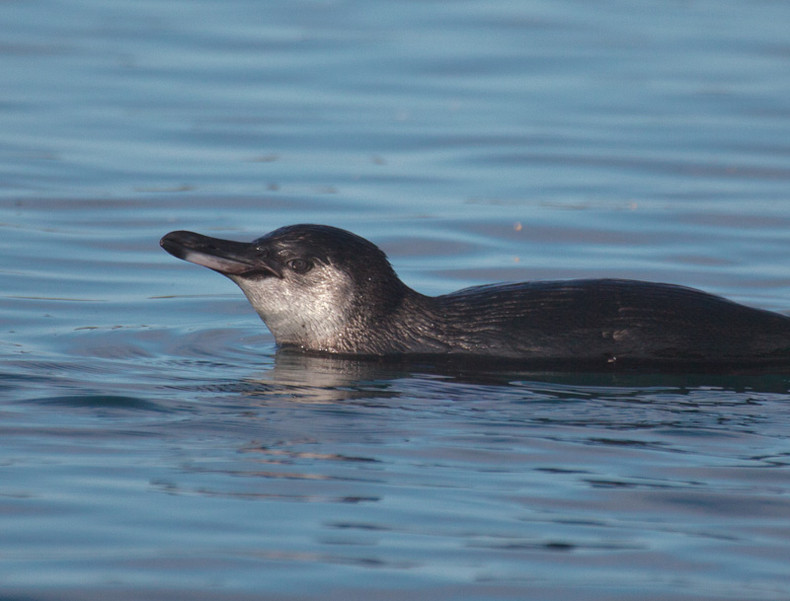 Galapagos Penguin