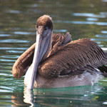 Pelican