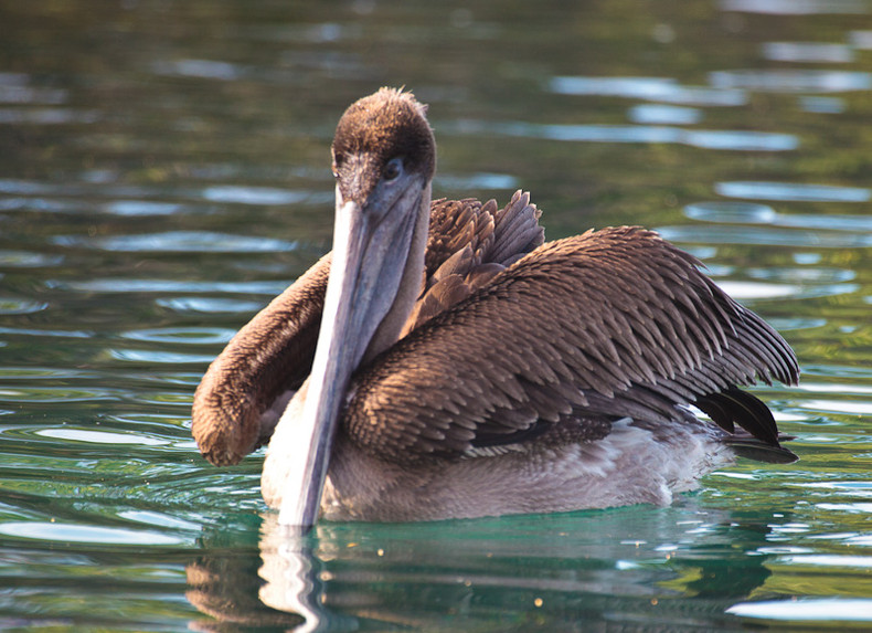 Pelican