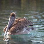 Pelican