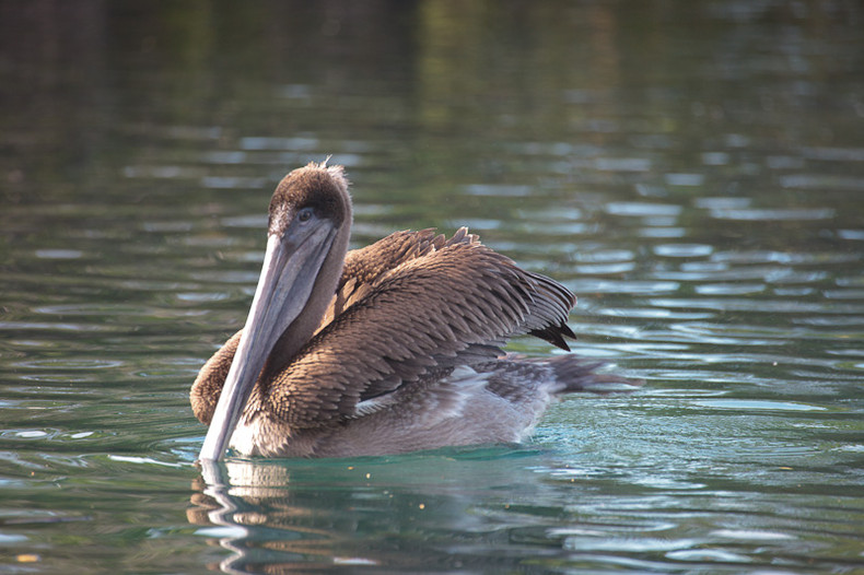 Pelican