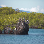 Blue-footed Boobie