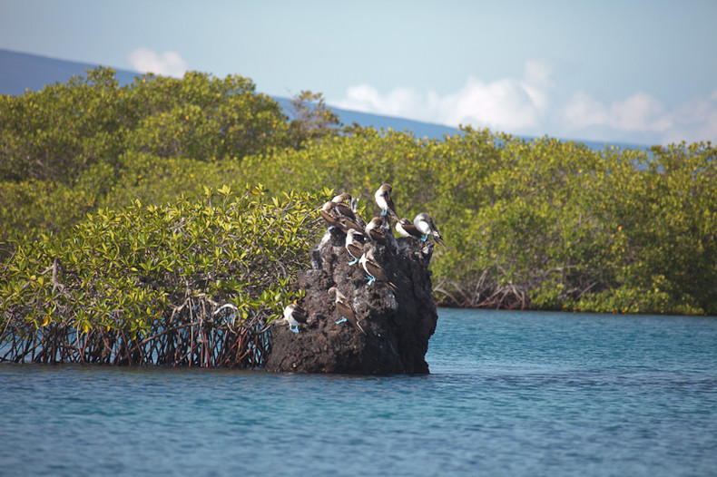 Blue-footed Boobie