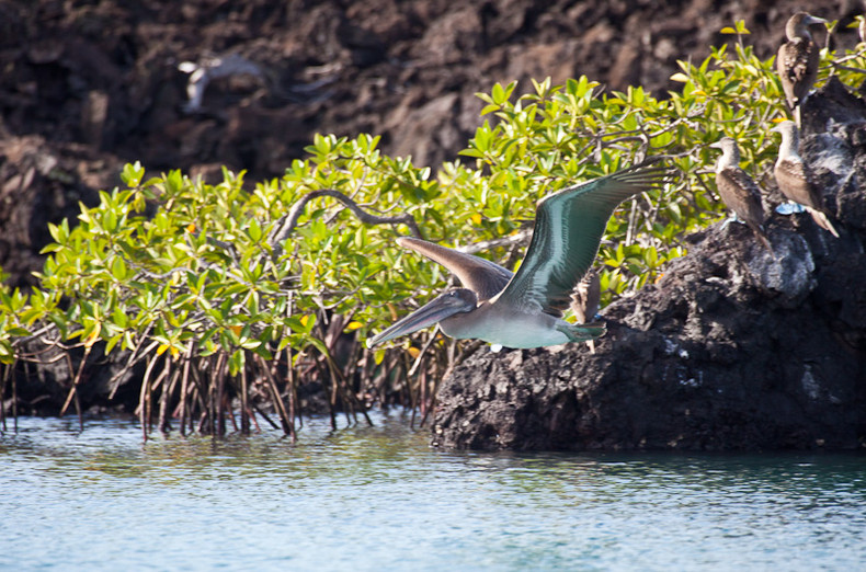 Pelican