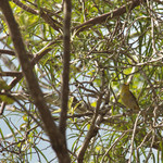 Yellow Warbler