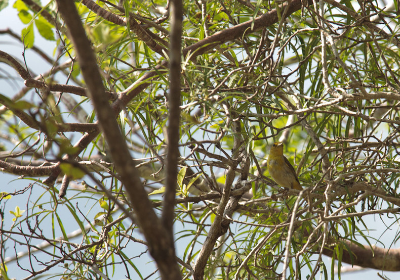 Yellow Warbler