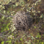 Nest