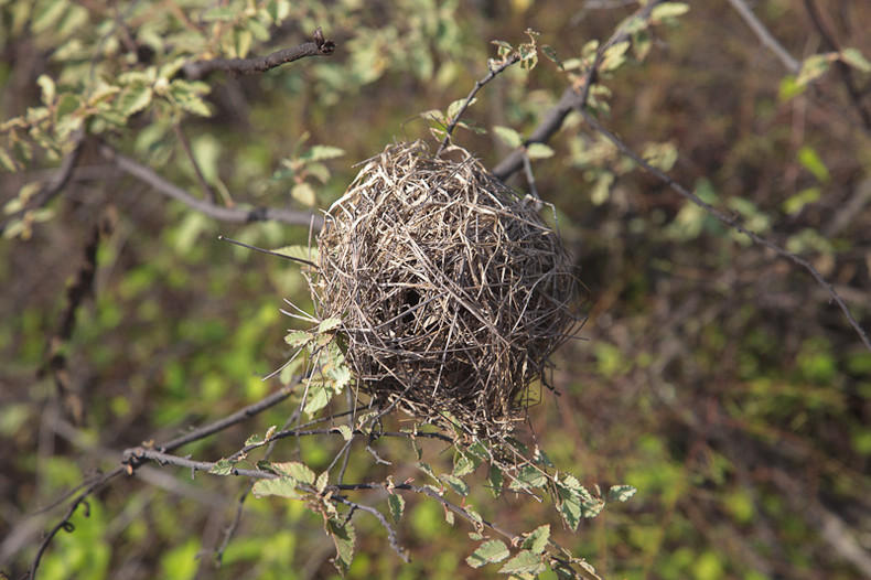 Nest