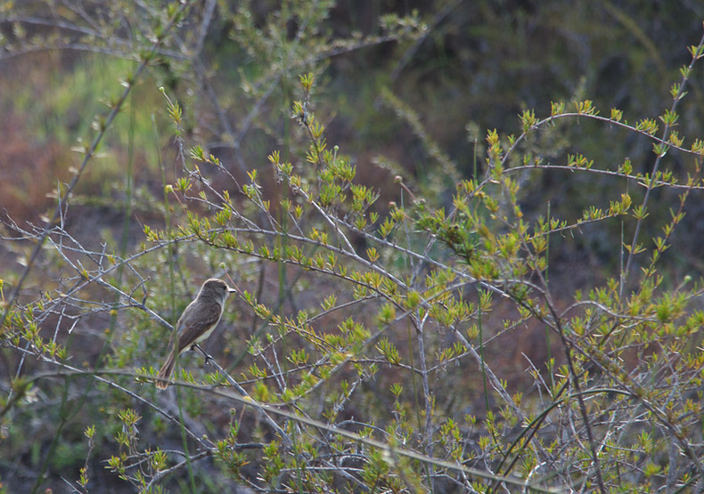 Warbler Finch