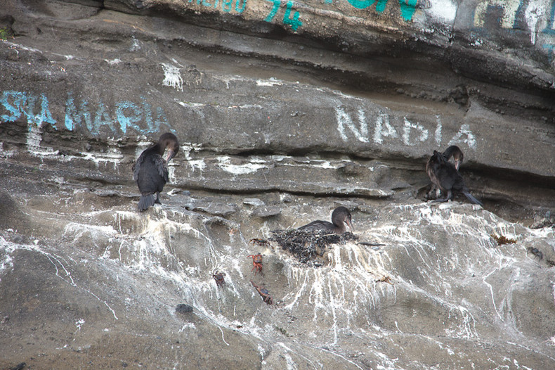 Flightless Cormorant