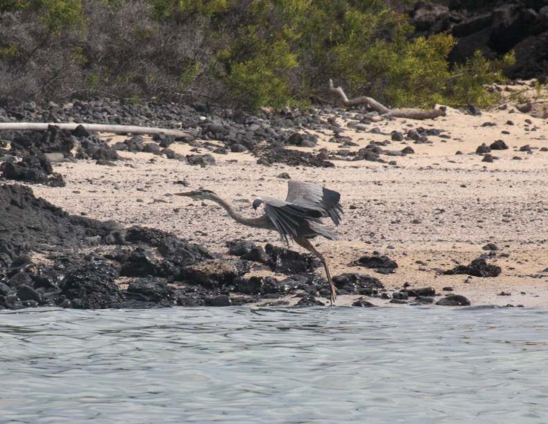 Great Blue Heron