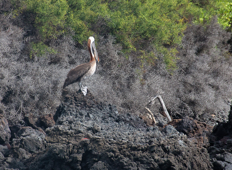 Pelican