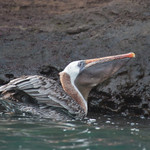 Pelican