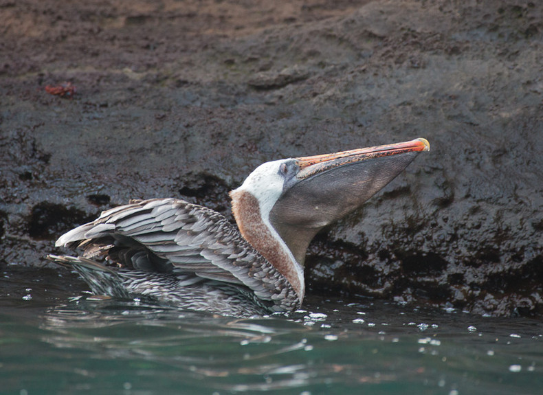 Pelican