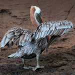 Pelican