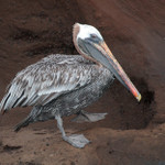 Pelican