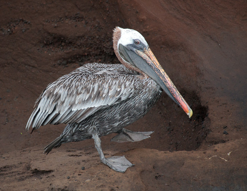 Pelican