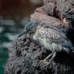 Lava Heron