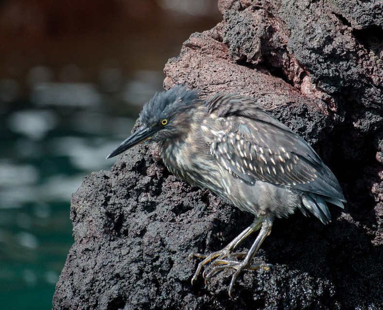 Lava Heron