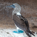 Blue-footed Boobie