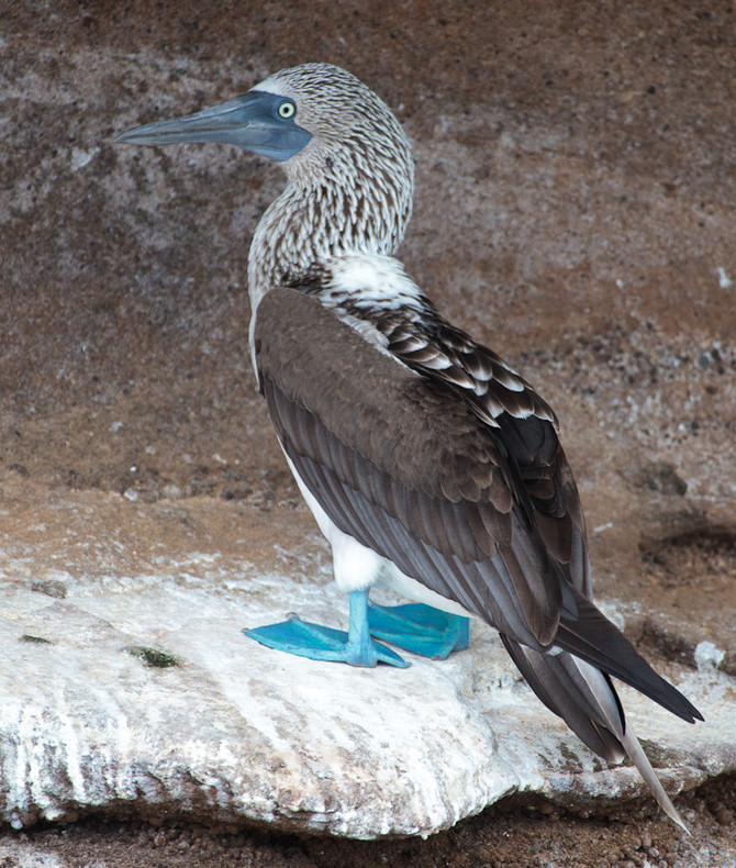 Blue-footed Boobie