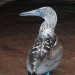 Blue-footed Boobie