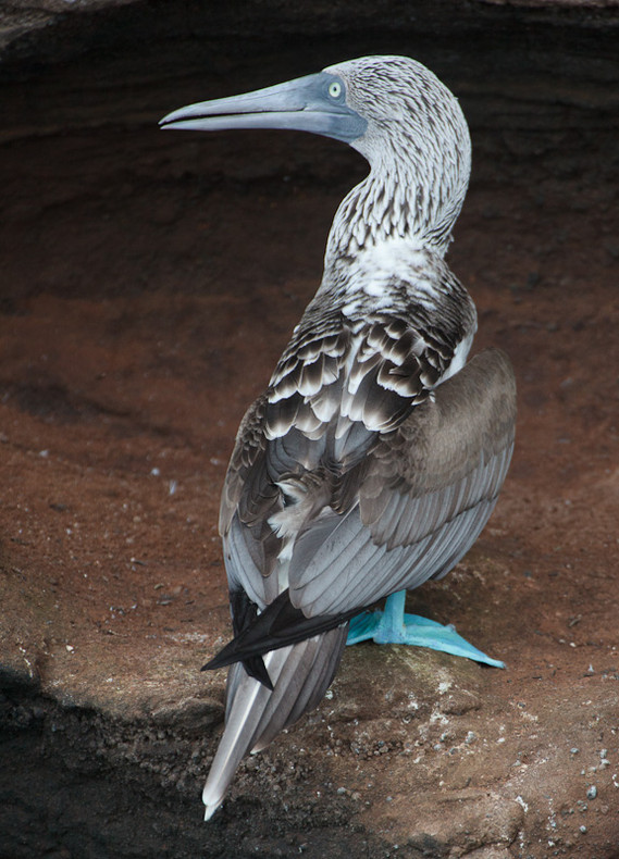 Blue-footed Boobie