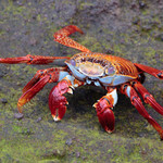 Sally Lightfoot Crab