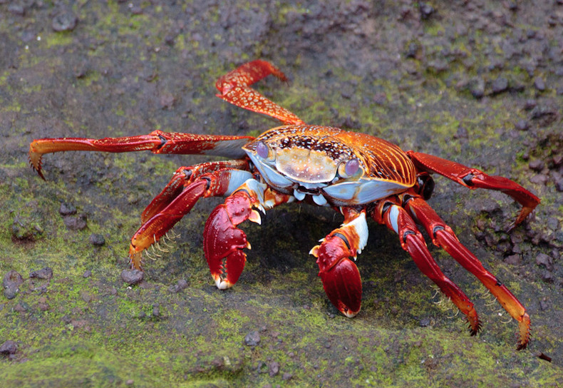 Sally Lightfoot Crab