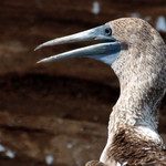 Blue-footed Boobie