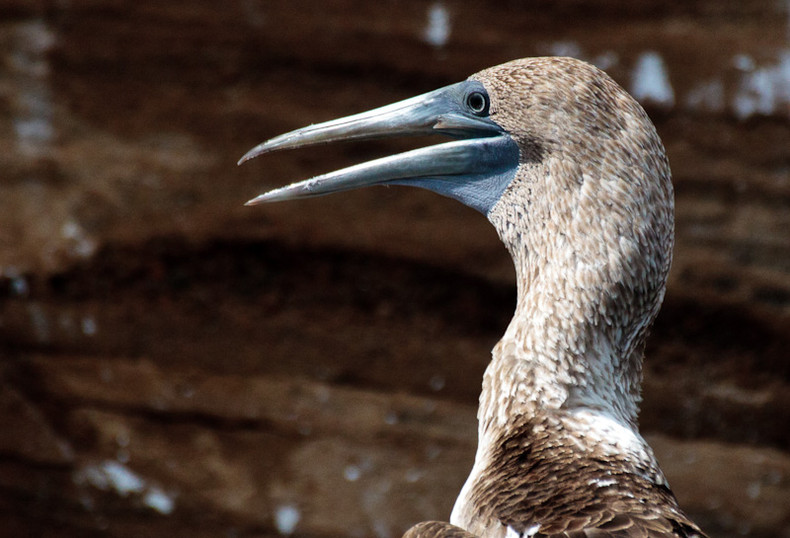 Blue-footed Boobie