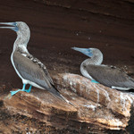 Blue-footed Boobie