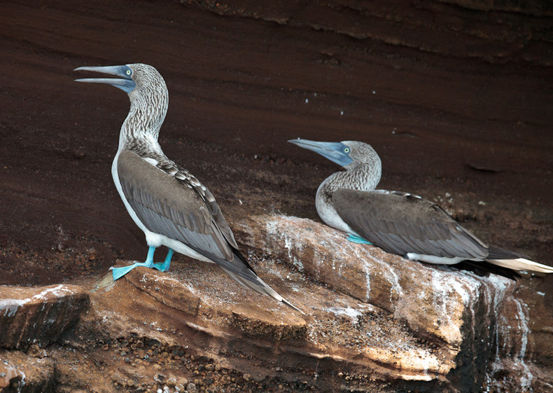 Blue-footed Boobie