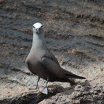 Galapagos Gull